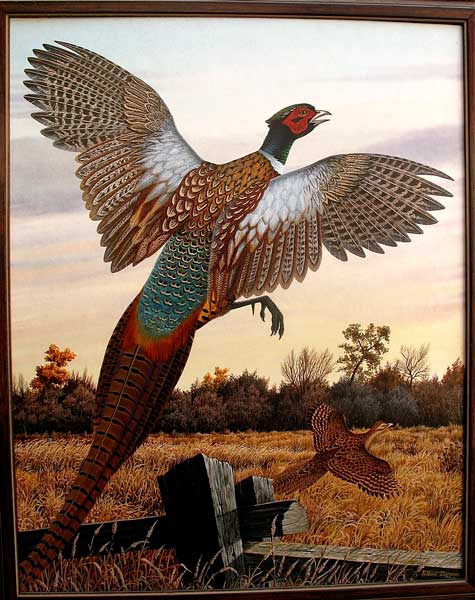 Gouache of Pheasant.